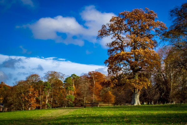 Image of Shobroke Park